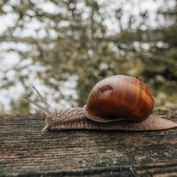 El consejo definitivo para mantener los caracoles alejados del jardín