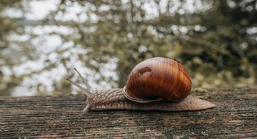 El consejo definitivo para mantener los caracoles alejados del jardín
