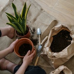 Los cuidados clave para tener una sansevieria saludable