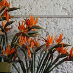 El secreto de los expertos para que la strelitzia explote de flores