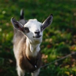 Típico de Capricornio: la característica obligada de los capricornianos