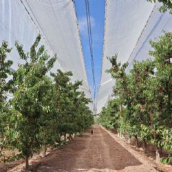 Chile se consolida como principal exportador de cerezas a China