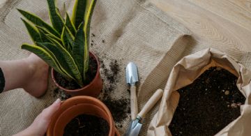 Los cuidados clave para tener una sansevieria saludable