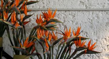 El secreto de los expertos para que la strelitzia explote de flores
