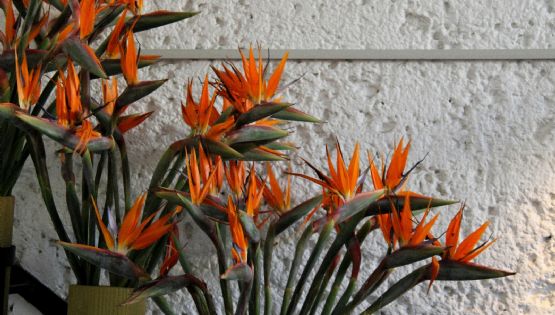 El secreto de los expertos para que la strelitzia explote de flores