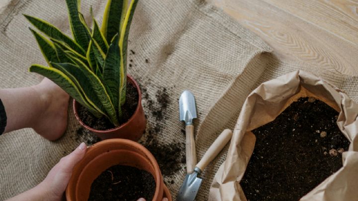Los cuidados clave para tener una sansevieria saludable