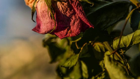 Si tus plantas se mueren días después de comprarlas, esta es la solución definitiva
