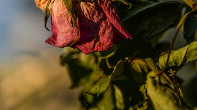 Si tus plantas se mueren días después de comprarlas, esta es la solución definitiva