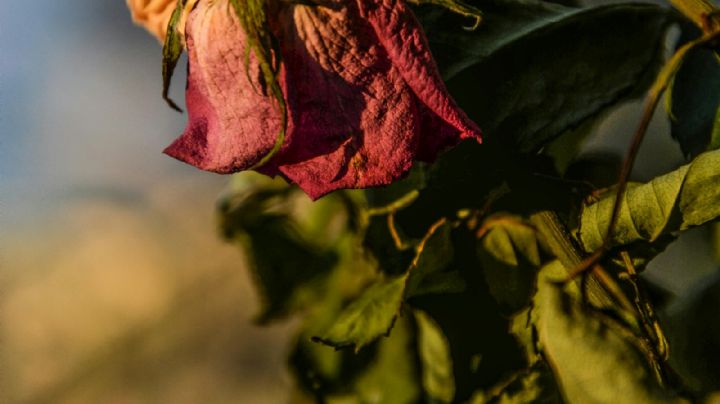 Si tus plantas se mueren días después de comprarlas, esta es la solución definitiva