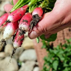 Calendario de siembra: qué necesita tu huerta de otoño