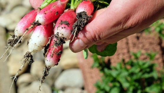 Calendario de siembra: qué necesita tu huerta de otoño