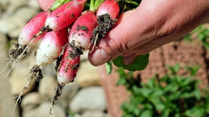 Calendario de siembra: qué necesita tu huerta de otoño