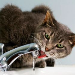 Trucos para que tu gato beba más agua