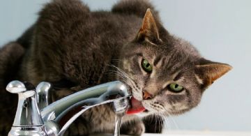 Cómo reconocer un golpe de calor en gatos