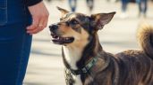 Foto ilustrativa de la nota titulada: Cinco razones por las que un perro puede mejorar tu salud