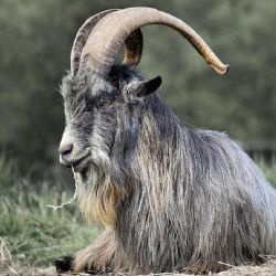 Los desafíos en el amor que enfrentará la cabra