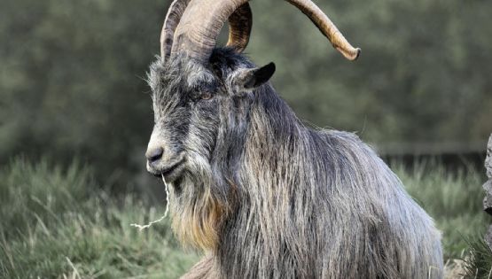 Los desafíos en el amor que enfrentará la cabra