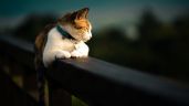 Foto ilustrativa de la nota titulada: El lenguaje de los gatos: una IA ayuda a descifrar lo que quieren comunicar