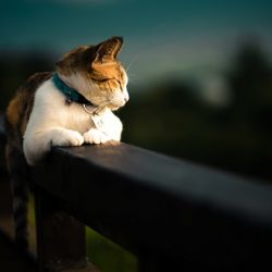 El lenguaje de los gatos: una IA ayuda a descifrar lo que quieren comunicar