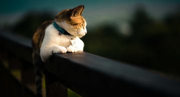 Ahora algunas empresas dan días libres si se muere tu mascota