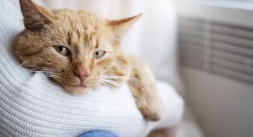 Cinco formas en que tu gato mejora tu salud