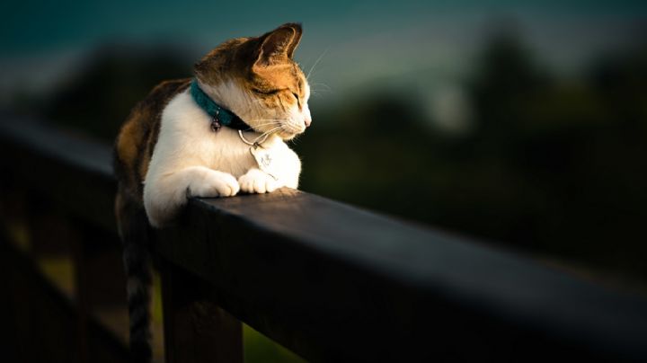 Ahora algunas empresas dan días libres si se muere tu mascota