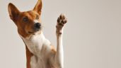 Foto ilustrativa de la nota titulada: Señales que tu perro percibe cuando estás estresado