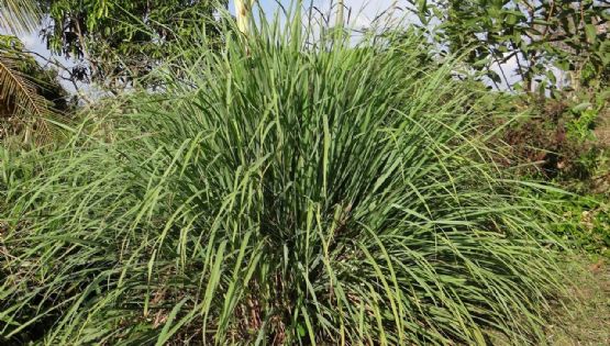 Tres plantas estratégicas para un hogar sin insectos