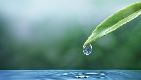 Cuáles son los signos de Agua y como es su personalidad
