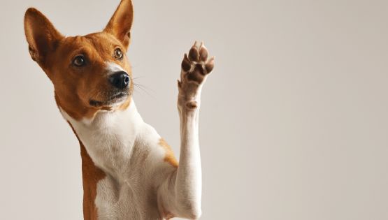 Cada cuanto tiempo hay que bañar a los perros 