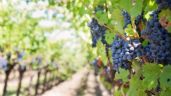Foto ilustrativa de la nota titulada: El turismo del vino atrae a más de 1,5 millones de personas al año