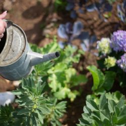 Hortensias deslumbrantes: cuidados clave para una floración