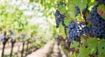 El turismo del vino atrae a más de 1,5 millones de personas al año