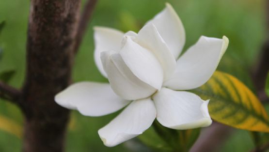 ¿Sirve el vinagre? Qué hacer con las hojas amarillas del jazmín