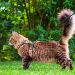 ¿Se debe pasear a los gatos? 