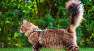 ¿Por qué se dice que los gatos eligen a sus dueños? 