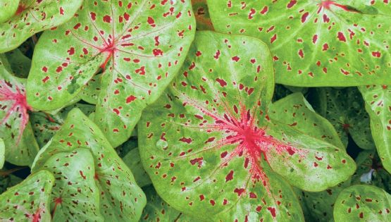 Caladium: secretos para un follaje vibrante