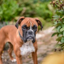 ¿Los perros sienten temblores antes de que pasen?