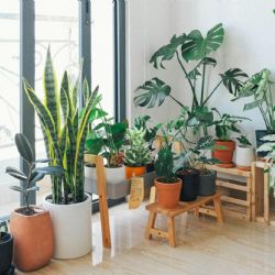 Plantas de interior: cómo cuidarlas de la calefacción
