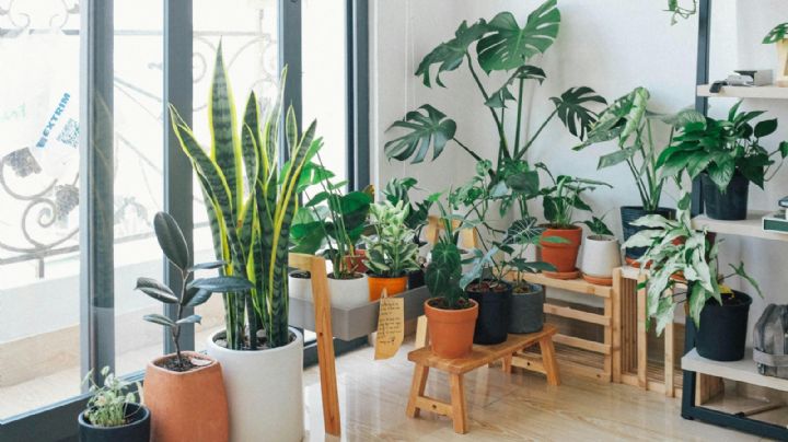 Plantas de interior: cómo cuidarlas de la calefacción