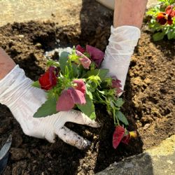 El abono rico en nitrógeno que impulsará a tu jardín