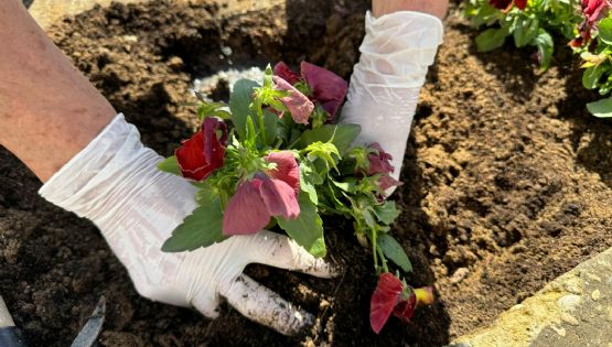 El abono rico en nitrógeno que impulsará a tu jardín