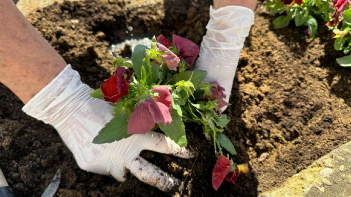 El abono rico en nitrógeno que impulsará a tu jardín