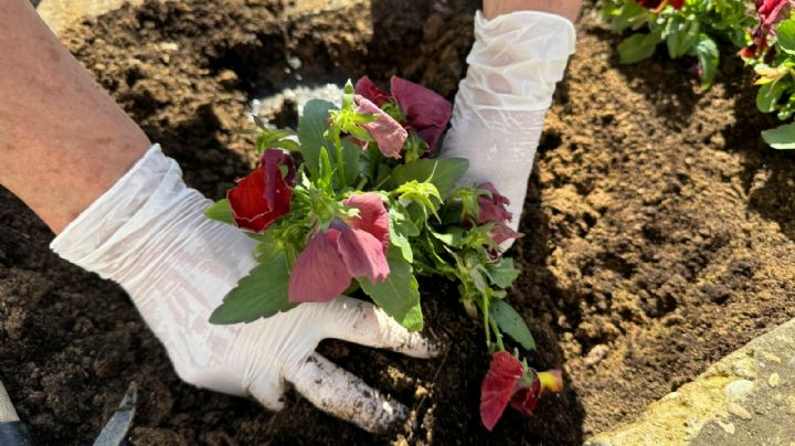 El abono rico en nitrógeno que impulsará a tu jardín