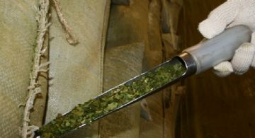 La cosecha de yerba mate cayó más del 30% en el primer trimestre del año