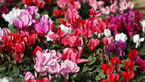 5 plantas tóxicas para las mascotas y los niños pequeños