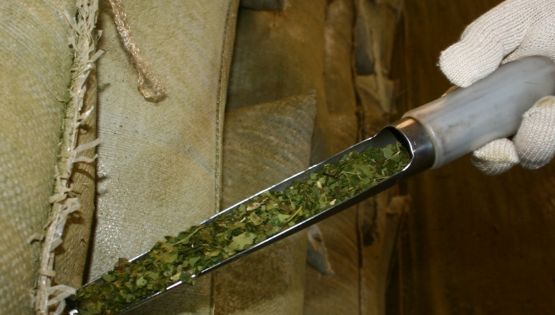 La cosecha de yerba mate cayó más del 30% en el primer trimestre del año