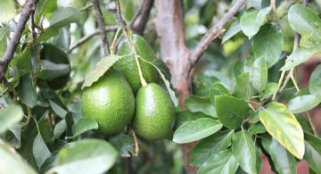 Obtén paltas XXL con estos sencillos trucos