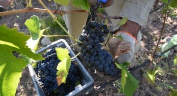 Fecovita presentará un recurso extraordinario ante la Corte