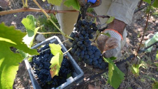 Fecovita presentará un recurso extraordinario ante la Corte